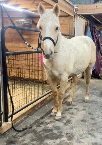 "Moses" Palomino Gelding Quarter Horse