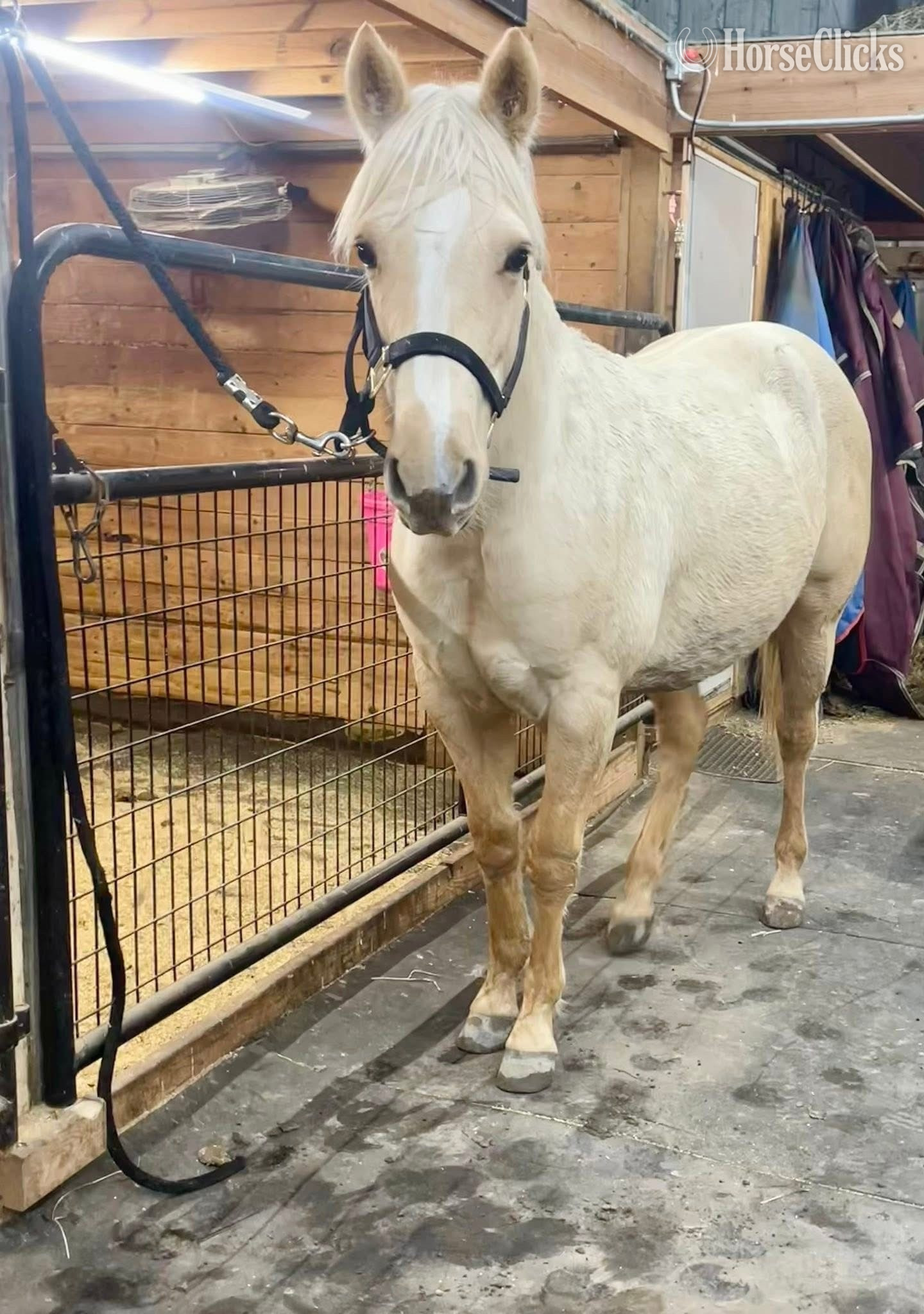"Moses" Palomino Gelding Quarter Horse in Michigan