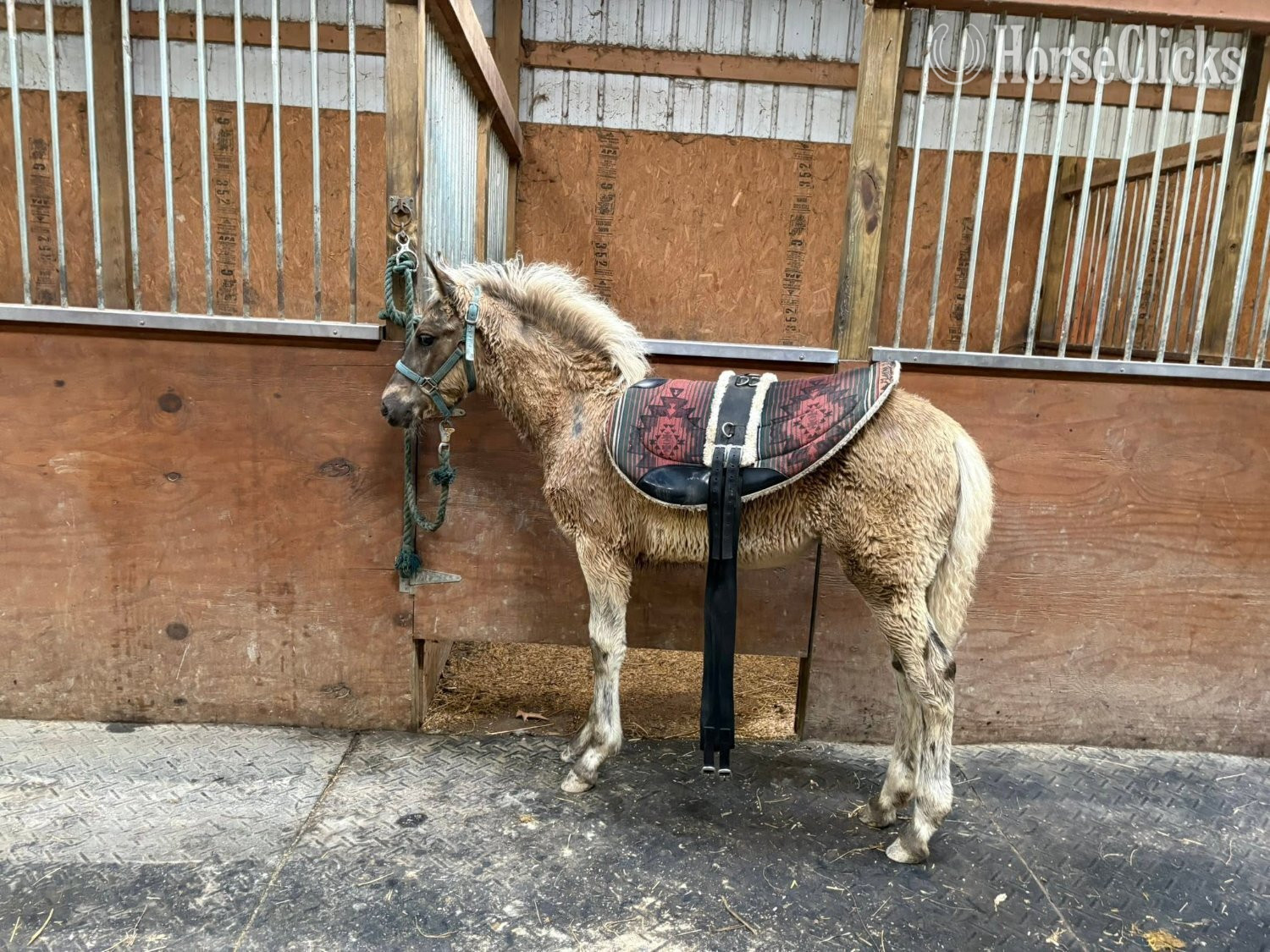 "Split Ridge Fleetwood" Chocolate Filly Rocky Mountain