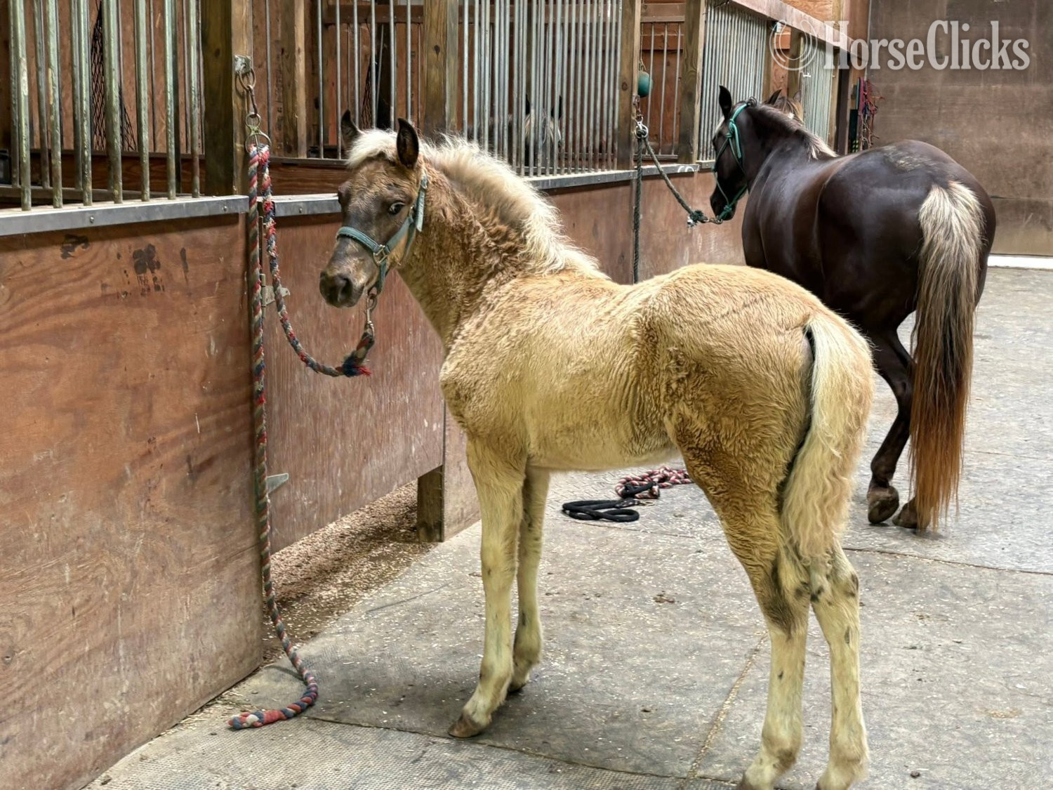 Indiana "Split Ridge Fleetwood" Chocolate Filly Rocky Mountain