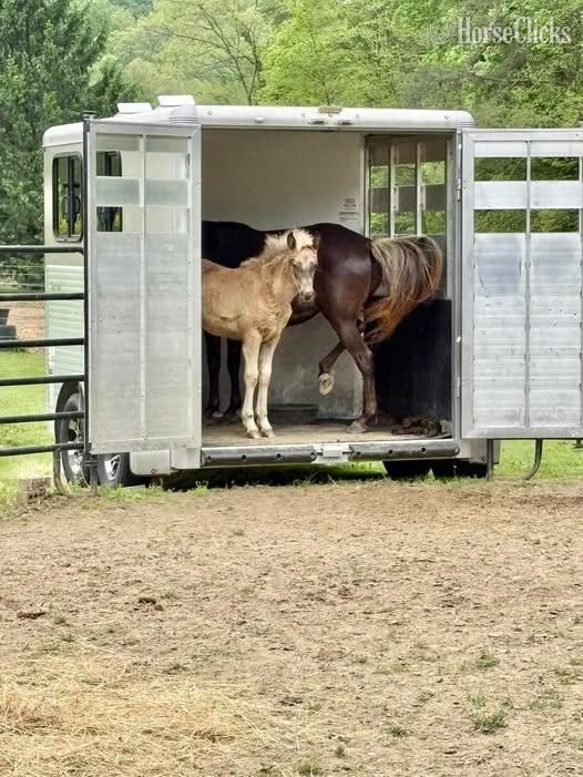 "Split Ridge Fleetwood" Chocolate Filly Rocky Mountain - Rocky Mountain in Indiana