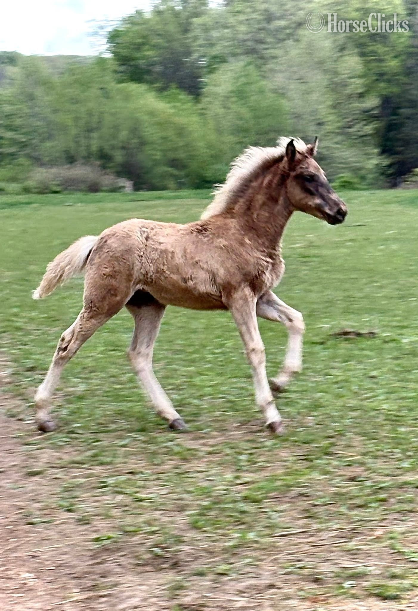 "Split Ridge Fleetwood" Chocolate Filly Rocky Mountain - Rocky Mountain