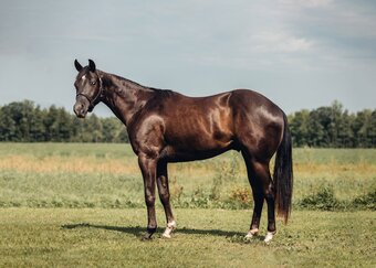 "Hidden Identity" Brown Gelding Appaloosa