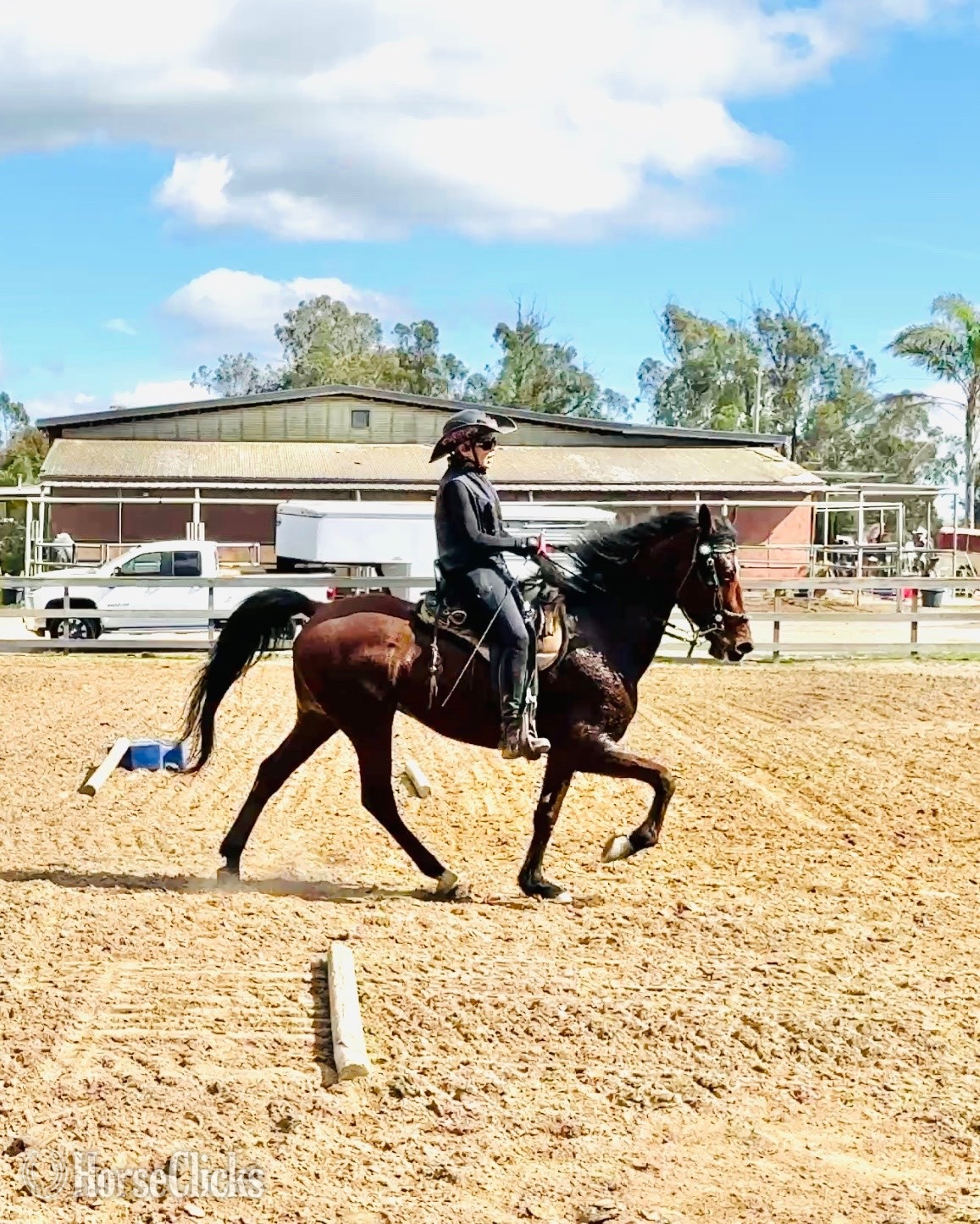 "Digger" Bay Gelding Tennessee Walker in California