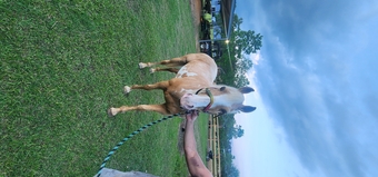 "Rosey" Palomino Mare Paint
