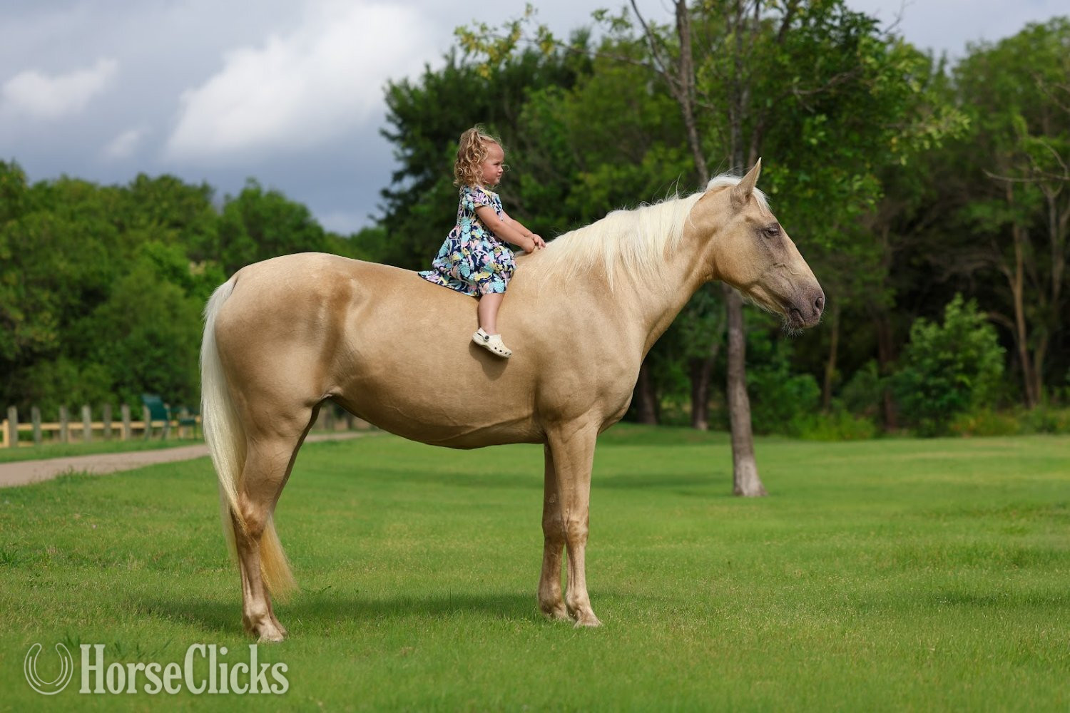"CANDLELIGHT" Champagne Mare Missouri Fox Trotter in Texas