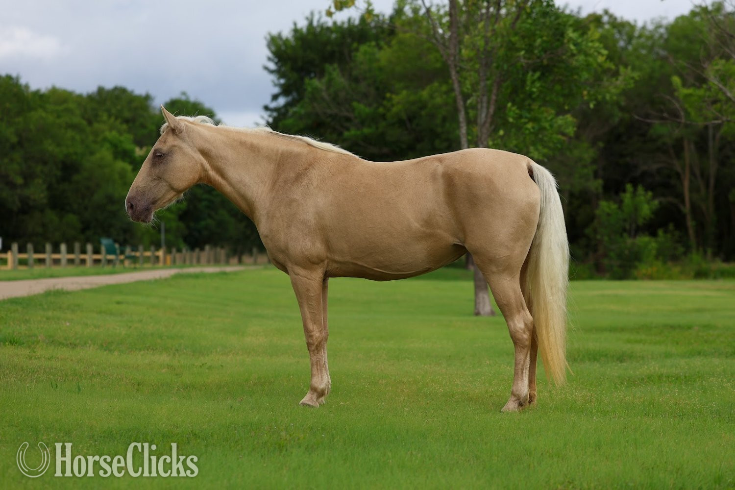 Texas "CANDLELIGHT" Champagne Mare Missouri Fox Trotter