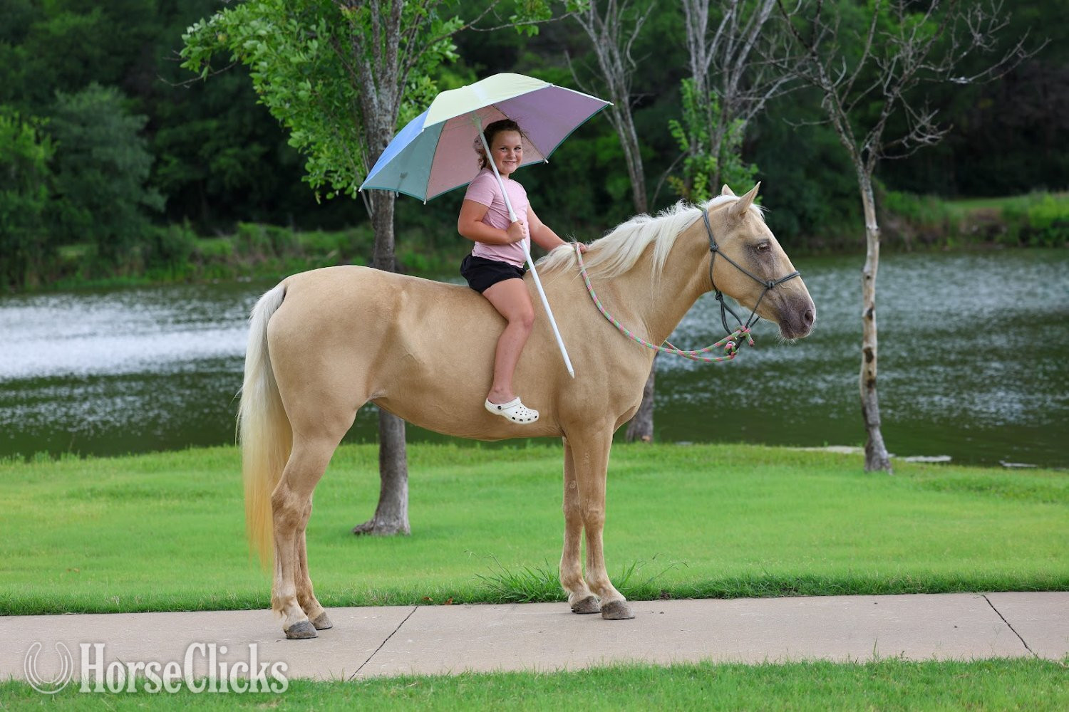 "CANDLELIGHT" Champagne Mare Missouri Fox Trotter - Missouri Fox Trotter
