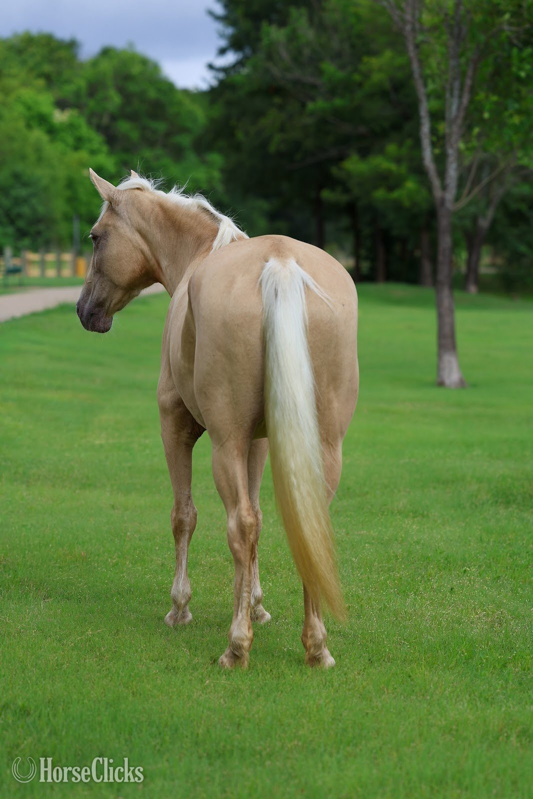 "CANDLELIGHT" Champagne Mare Missouri Fox Trotter Texas
