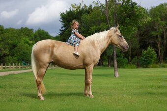 "CANDLELIGHT" Champagne Mare Missouri Fox Trotter