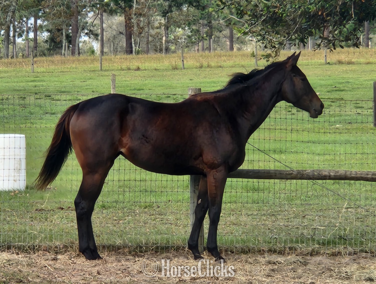 "Wish" Black Filly Thoroughbred in Florida