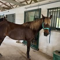 "Rocky's Rockin' Ginger (Ginger)" Chocolate Mare Rocky Mountain