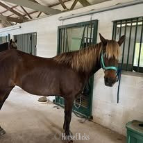 "Rocky's Rockin' Ginger (Ginger)" Chocolate Mare Rocky Mountain in South Carolina