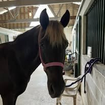 "Rocky's Rockin' Ginger (Ginger)" Chocolate Mare Rocky Mountain