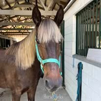"Rocky's Rockin' Ginger (Ginger)" Chocolate Mare Rocky Mountain - Rocky Mountain in South Carolina