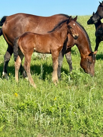 "Bubbles 2025 foal" Bay Stallion Draft