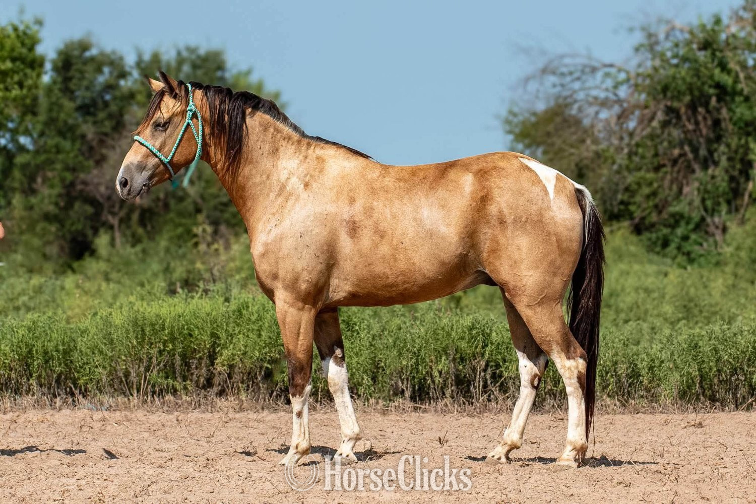 "Jalepeno" Buckskin Gelding Paint in Texas