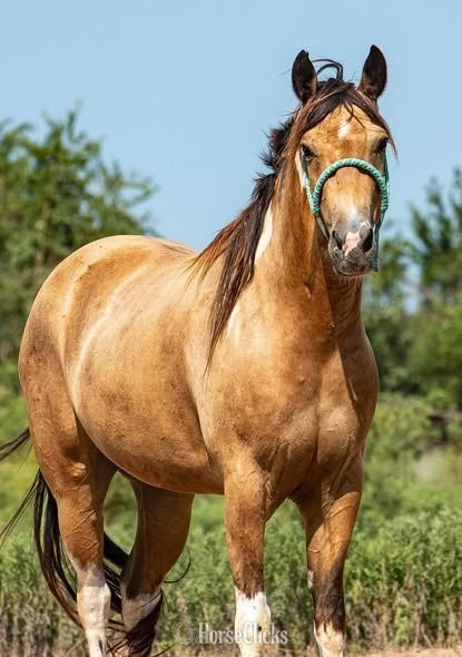 "Jalepeno" Buckskin Gelding Paint