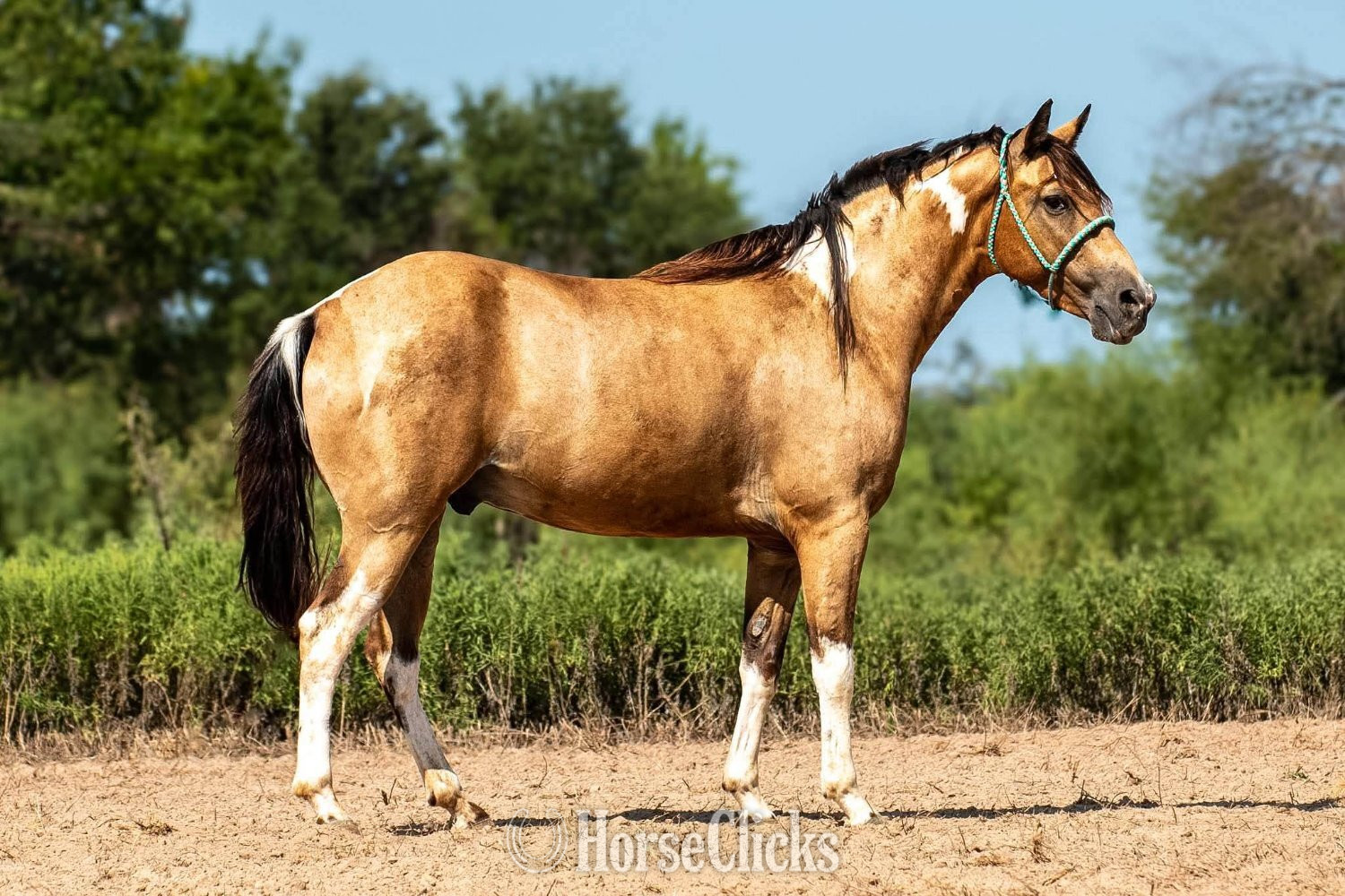 Texas "Jalepeno" Buckskin Gelding Paint