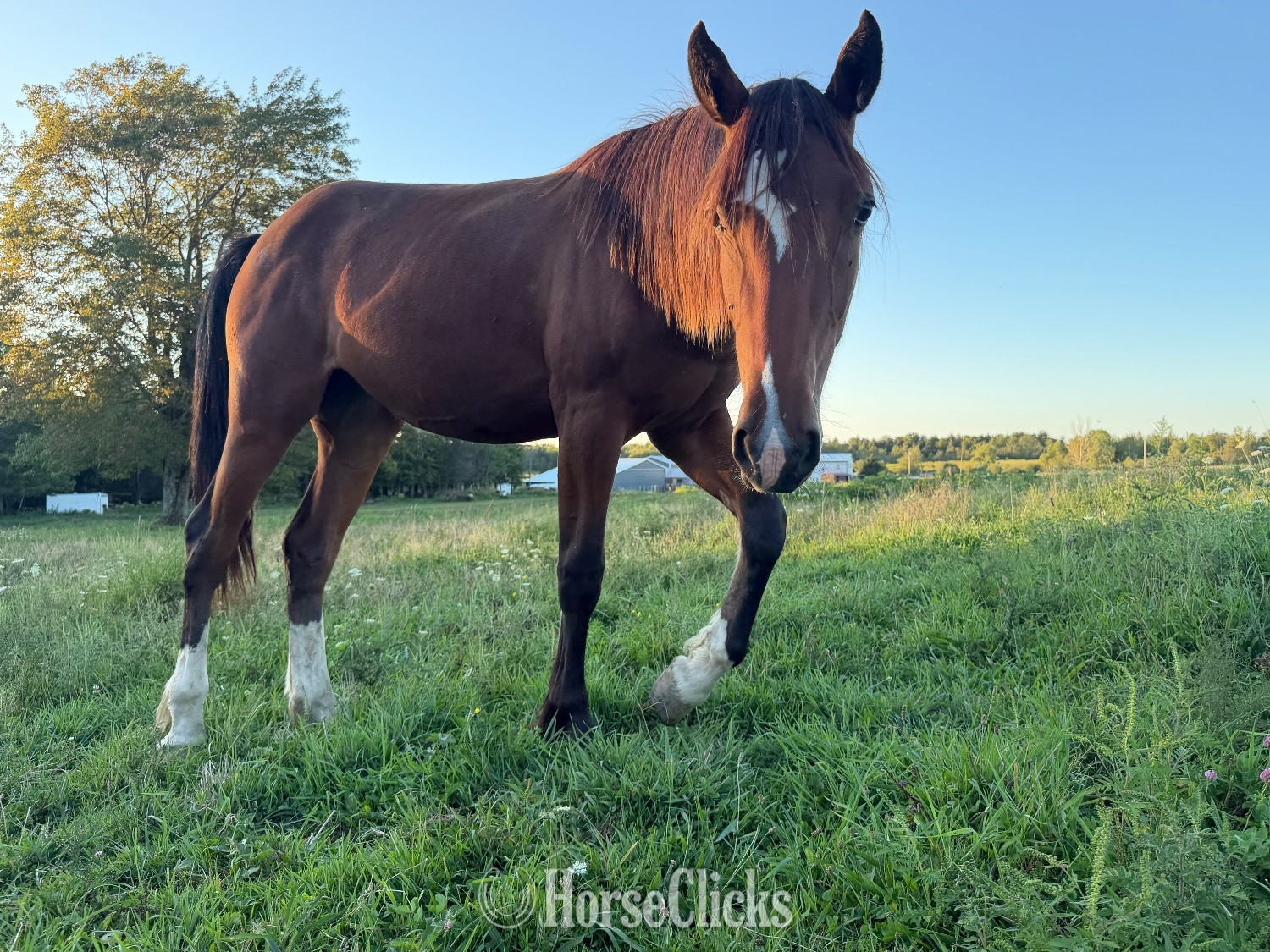 "Bay Clydesdale cross filly" Bay Filly Warmblood
