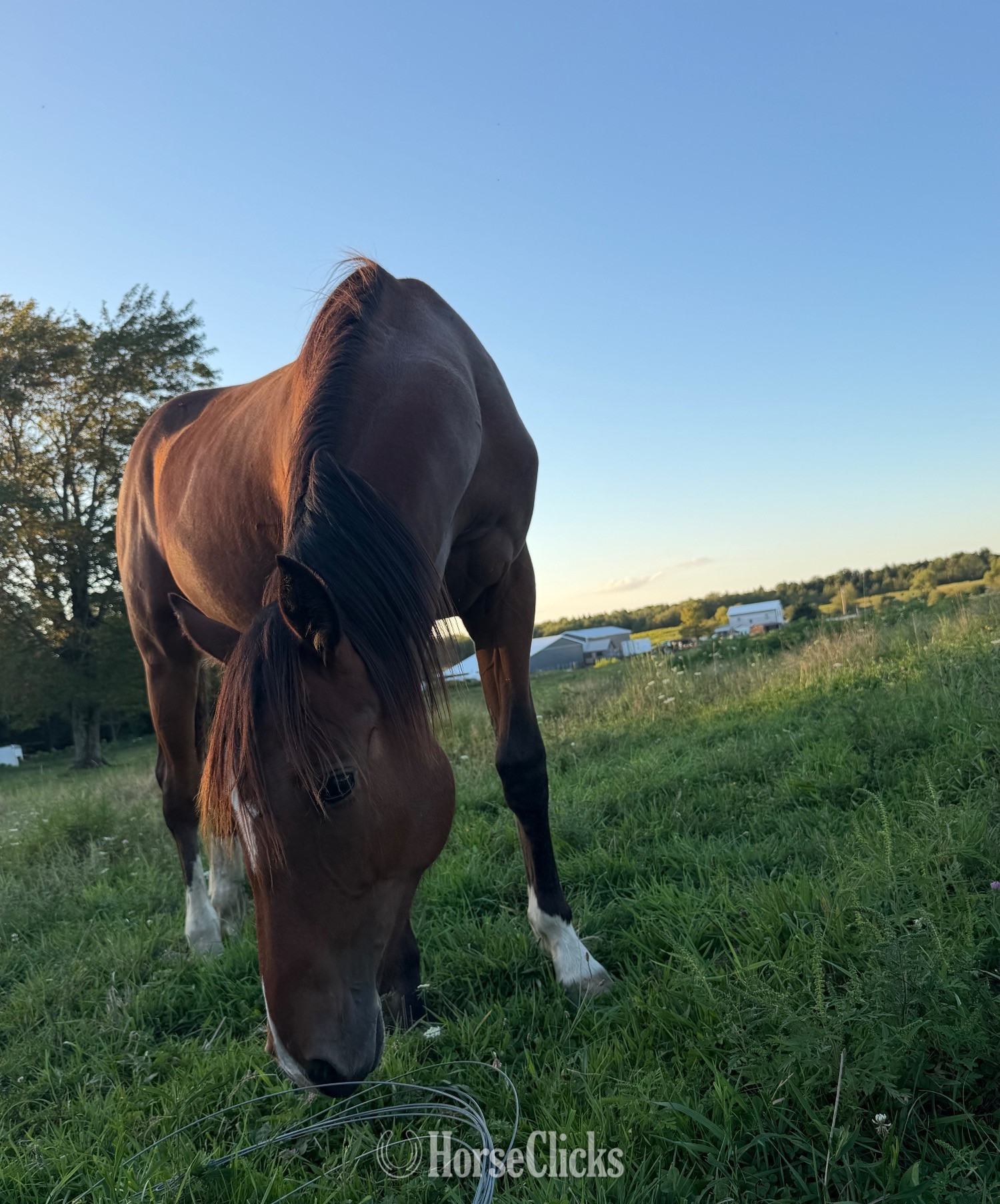 New York "Bay Clydesdale cross filly" Bay Filly Warmblood