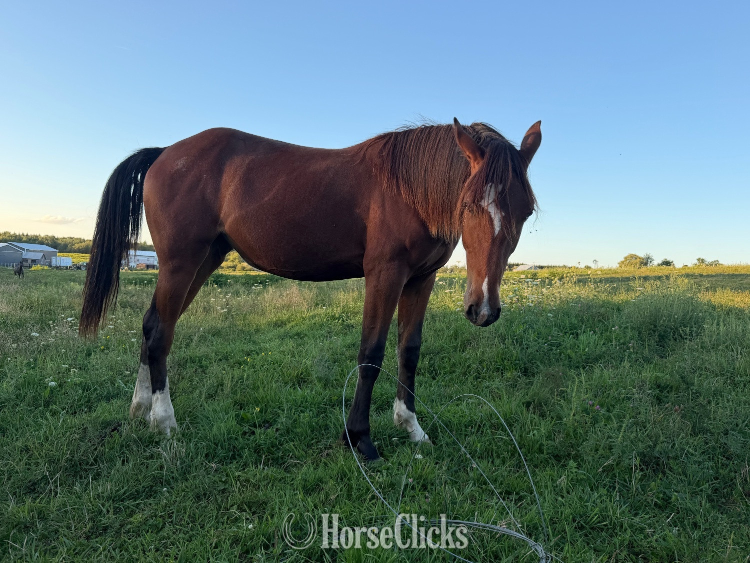 "Bay Clydesdale cross filly" Bay Filly Warmblood - Warmblood