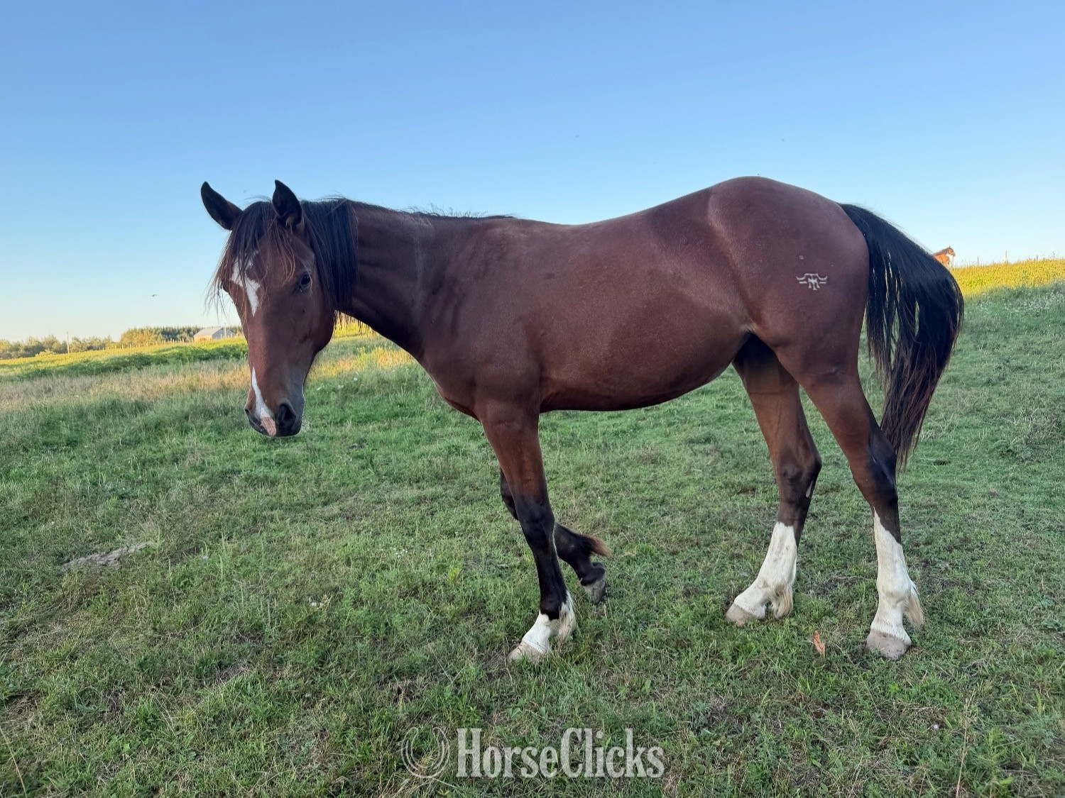 Warmblood - "Bay Clydesdale cross filly" Bay Filly Warmblood in New York