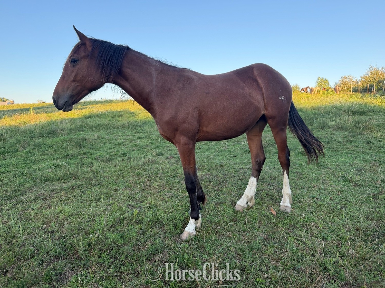 Warmblood - "Bay Clydesdale cross filly" Bay Filly Warmblood