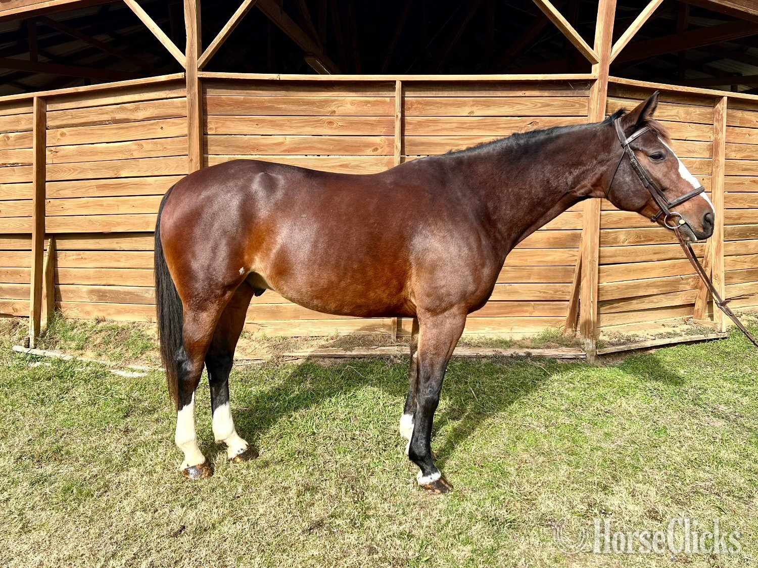 "Stetson" Bay Gelding Warmblood in Texas