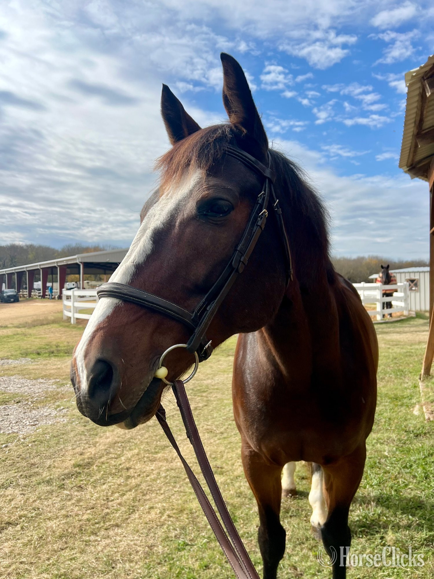 "Stetson" Bay Gelding Warmblood
