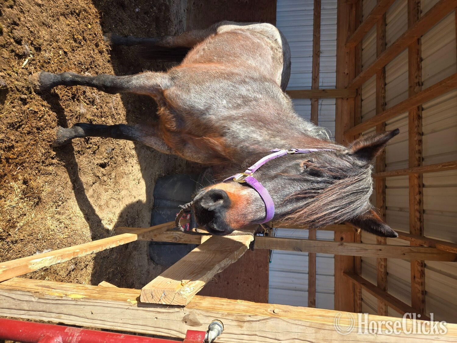 "Rita" Bay Roan Mare Quarter Horse in Minnesota