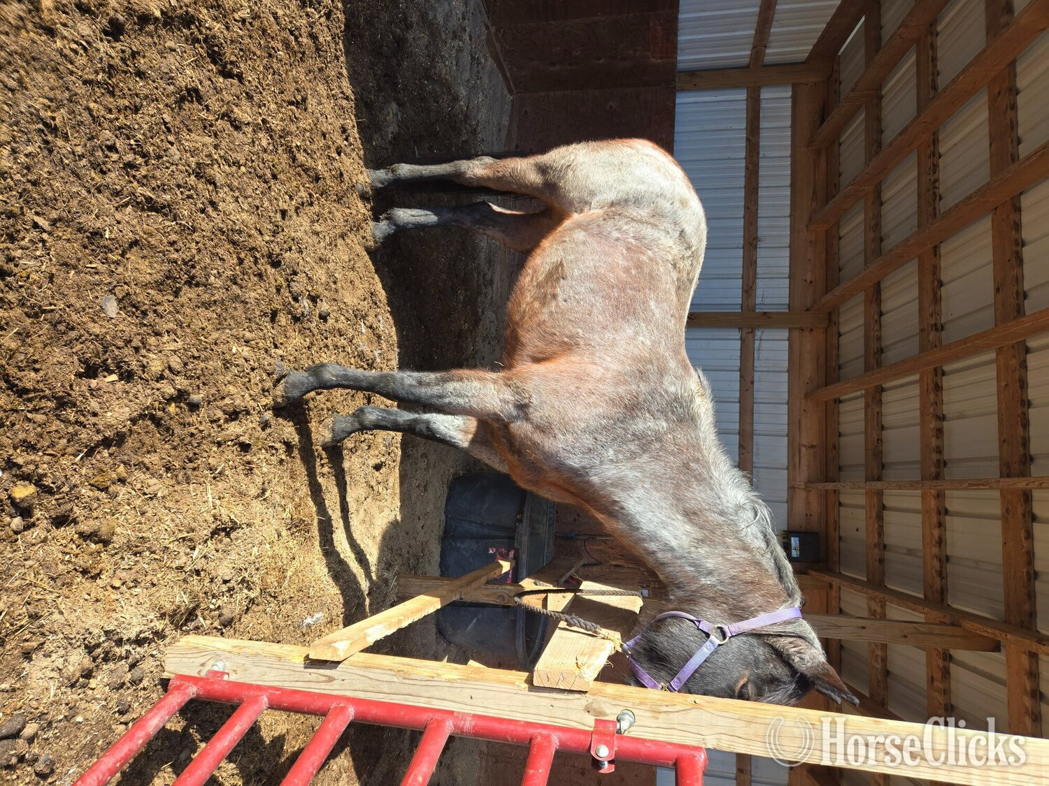 "Rita" Bay Roan Mare Quarter Horse