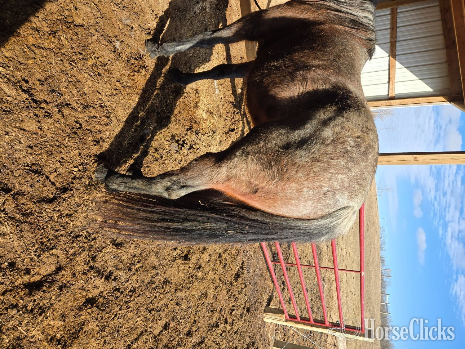 Minnesota "Rita" Bay Roan Mare Quarter Horse