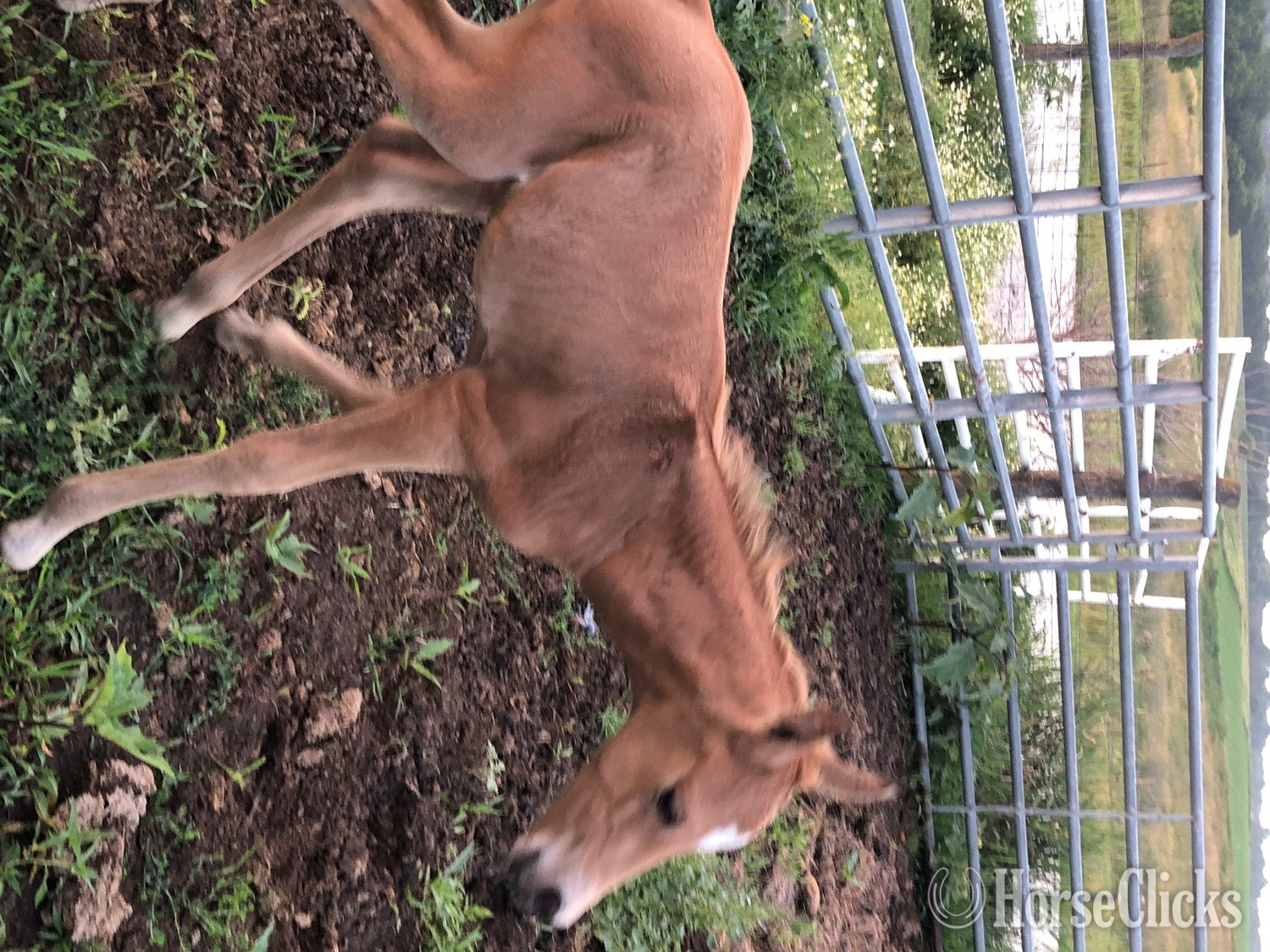 "PVA Unnamed Buckskin colt" Buckskin Colt Arabian in Iowa