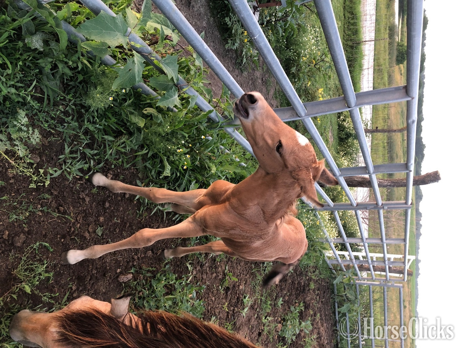 "PVA Unnamed Buckskin colt" Buckskin Colt Arabian