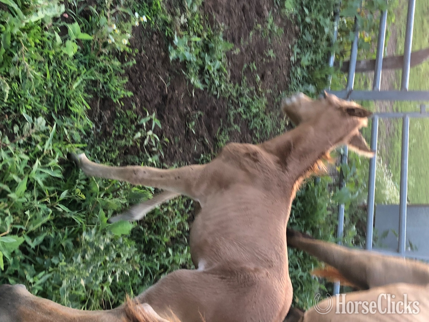 Iowa "PVA Unnamed Buckskin colt" Buckskin Colt Arabian