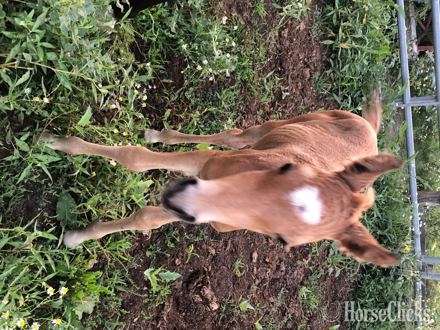 "PVA Unnamed Buckskin colt" Buckskin Colt Arabian - Arabian in Iowa