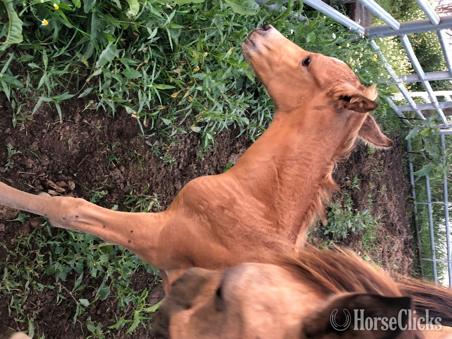 "PVA Unnamed Buckskin colt" Buckskin Colt Arabian Iowa