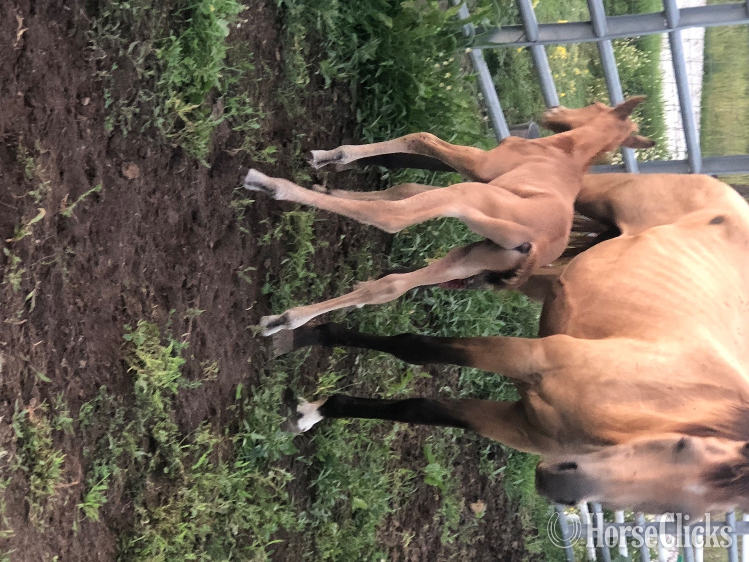 Arabian - "PVA Unnamed Buckskin colt" Buckskin Colt Arabian in Iowa