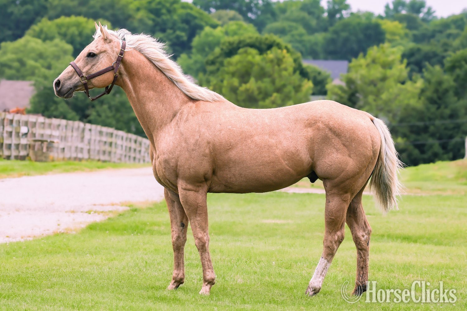 "Lovin the Spotlight "Amarillo"" Palomino Gelding Quarter Horse in Missouri