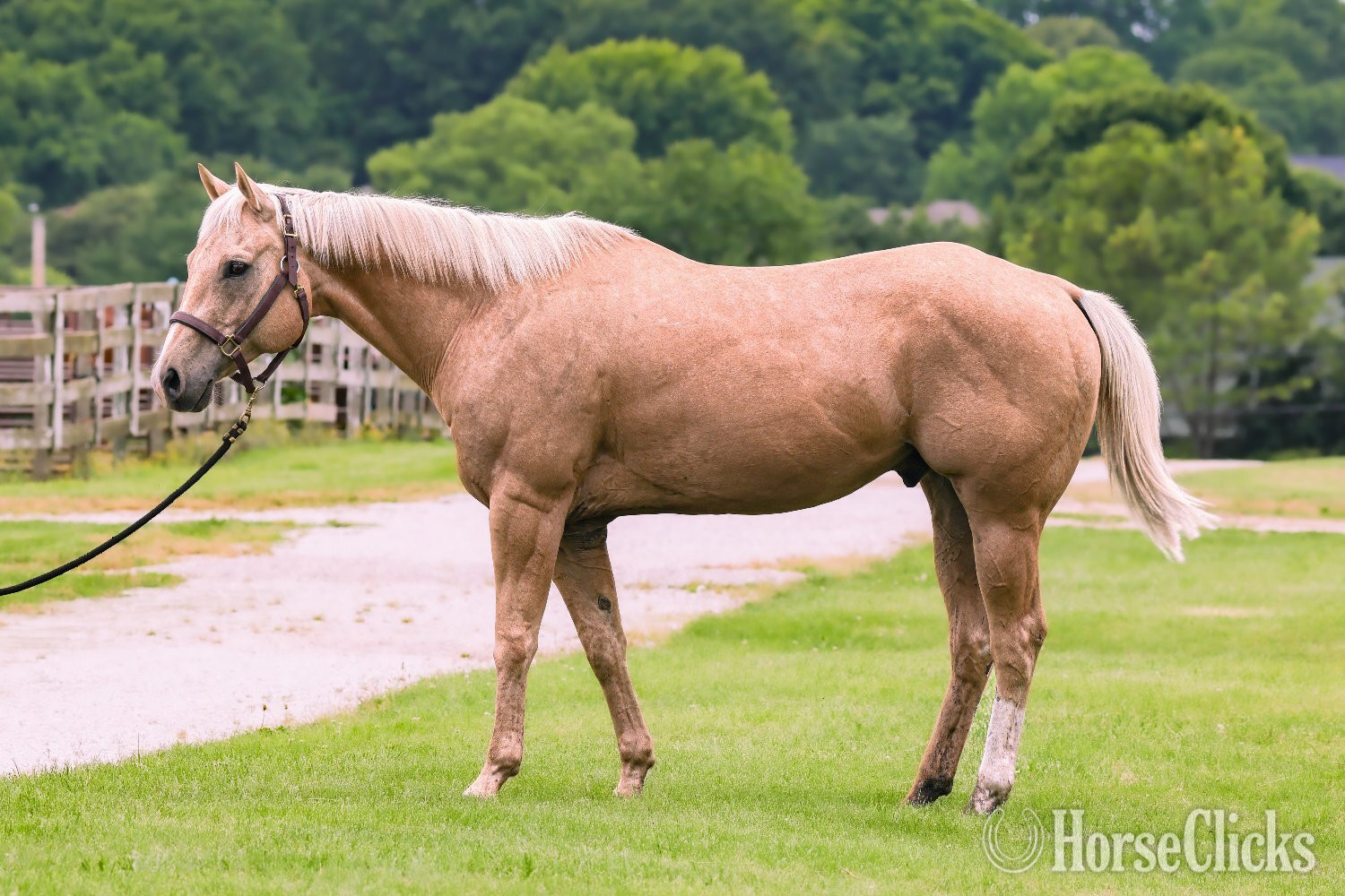 "Lovin the Spotlight "Amarillo"" Palomino Gelding Quarter Horse