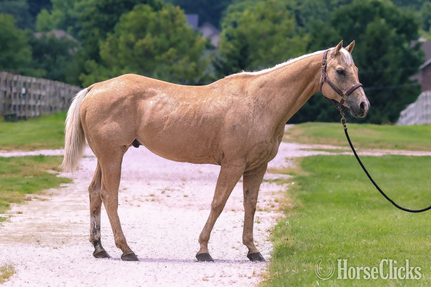 Missouri "Lovin the Spotlight "Amarillo"" Palomino Gelding Quarter Horse