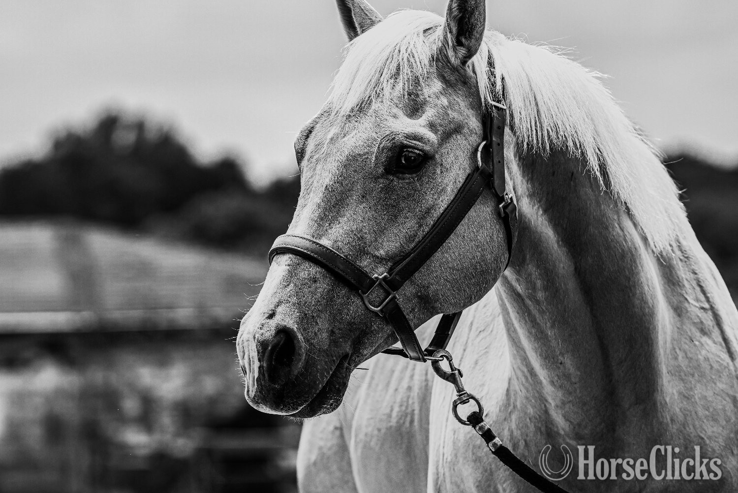 "Lovin the Spotlight "Amarillo"" Palomino Gelding Quarter Horse - Quarter Horse in Missouri