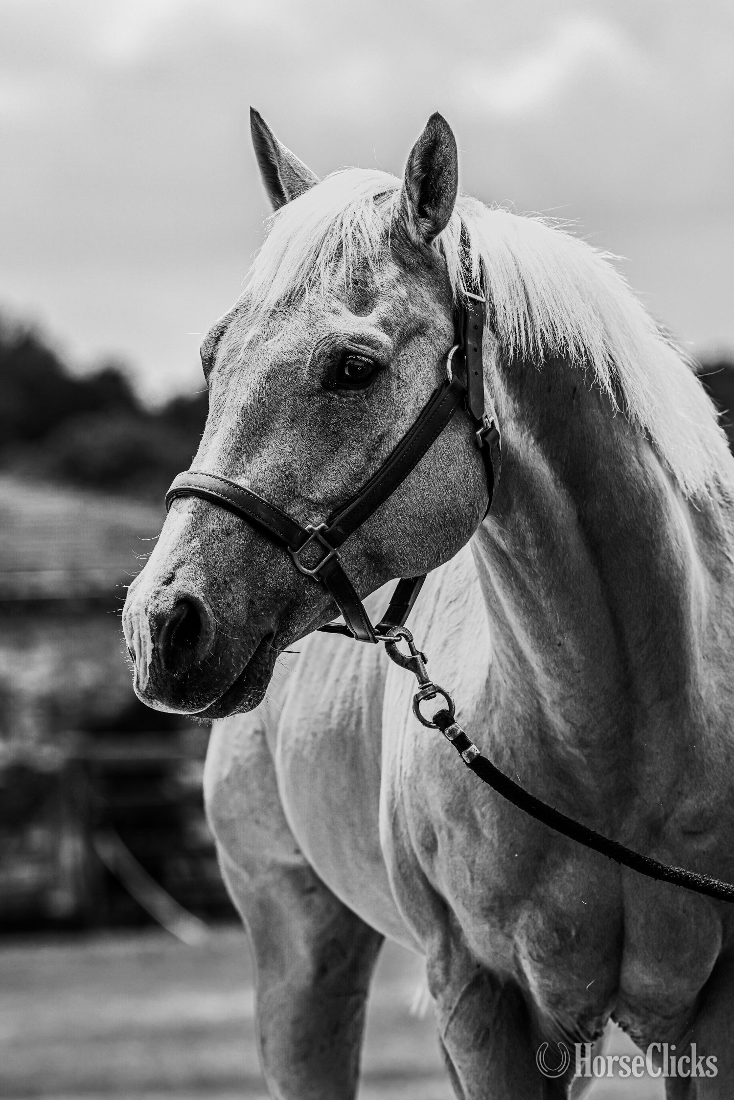 "Lovin the Spotlight "Amarillo"" Palomino Gelding Quarter Horse Missouri