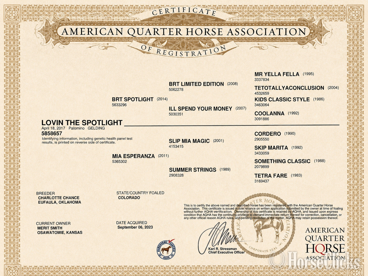 Quarter Horse - "Lovin the Spotlight "Amarillo"" Palomino Gelding Quarter Horse