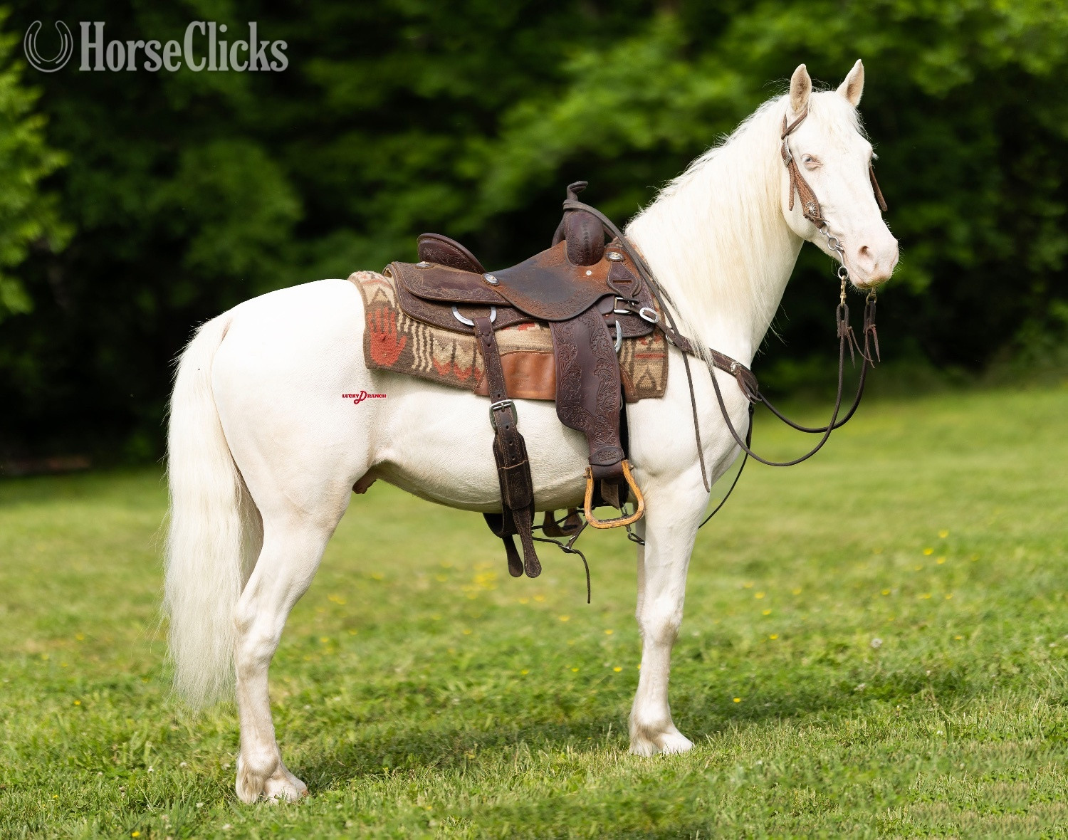 "Alabaster" Cremello Gelding Missouri Fox Trotter in Missouri