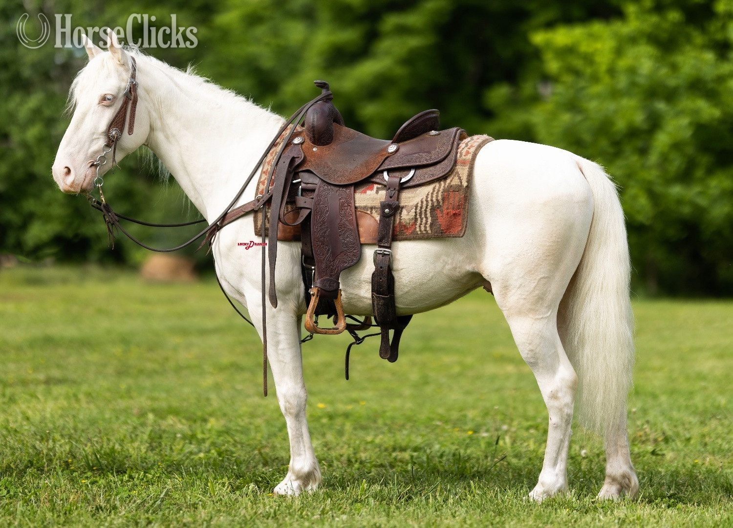 "Alabaster" Cremello Gelding Missouri Fox Trotter