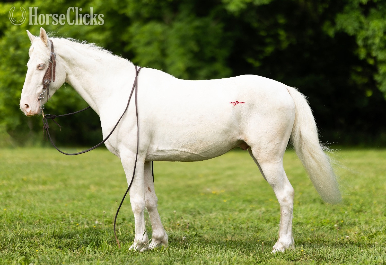 "Alabaster" Cremello Gelding Missouri Fox Trotter - Missouri Fox Trotter in Missouri