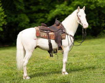 "Alabaster" Cremello Gelding Missouri Fox Trotter