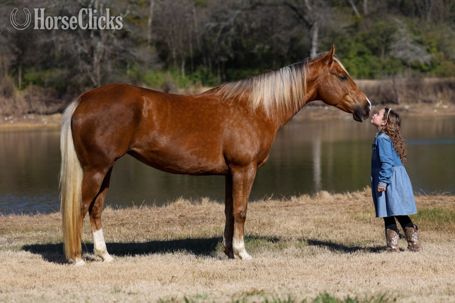 "DOLLY PARTNER" Palomino Mare Quarter Horse in Texas